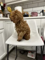 Copper, a female Cavapoo for sale in Emmett, ID – 3 of 4