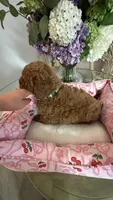 Lyle mini Goldendoodle F1b , a male Goldendoodle for sale in Emmett, ID – 4 of 5