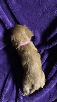 Ruby, a female Cavalier King Charles Spaniel and Poodle - Miniature  for sale in Emmett, ID – 4 of 6