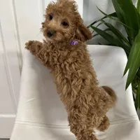 Ckc cavapoo Luna, a male Cavapoo for sale in Emmett, ID – Photo 3 of 5