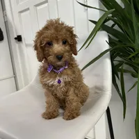 Ckc cavapoo Luna, a male Cavapoo for sale in Emmett, ID – Photo 4 of 5