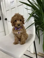 Ckc cavapoo Luna, a male Cavapoo for sale in Emmett, ID – Photo 4 of 5