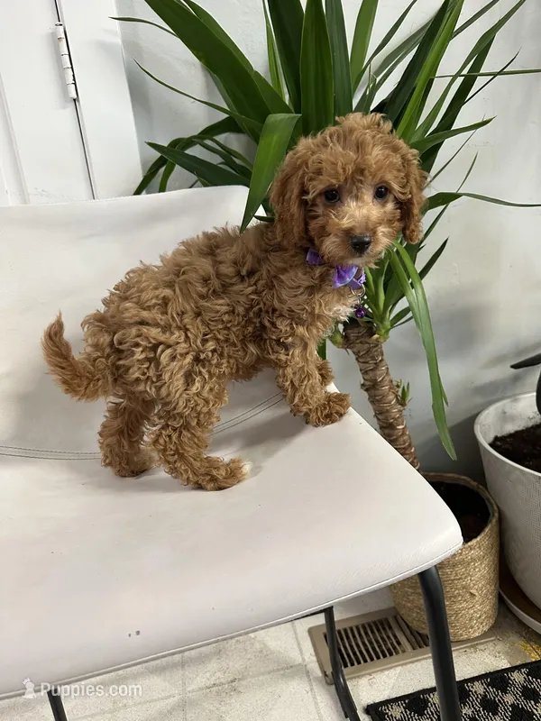 Ckc cavapoo Luna