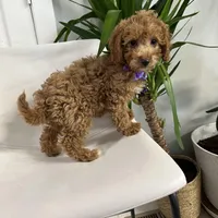 Ckc cavapoo Luna, a male Cavapoo for sale in Emmett, ID – Photo 1 of 5