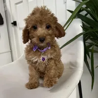 Ckc cavapoo Luna, a male Cavapoo for sale in Emmett, ID – Photo 2 of 5