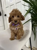 Ckc cavapoo Luna, a male Cavapoo for sale in Emmett, ID – Photo 2 of 5