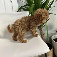 Ckc cavapoo Luna, a male Cavapoo for sale in Emmett, ID – Photo 5 of 5