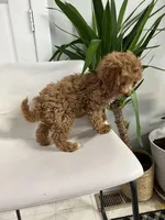 Ckc cavapoo Luna, a male Cavapoo for sale in Emmett, ID – Photo 5 of 5