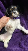 Pepper, a female Cavalier King Charles Spaniel and Poodle - Miniature  for sale in Emmett, ID – 3 of 4