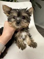 Akc Yorkie Nikki, a male Yorkshire Terrier for sale in Emmett, ID – 3 of 3