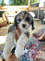 Ckc cavapoo Candy, a female Cavapoo for sale in Emmett, ID – 3 of 5