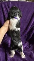 Pepper, a female Cavalier King Charles Spaniel and Poodle - Miniature  for sale in Emmett, ID – 2 of 4