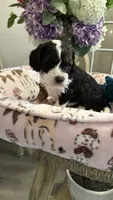 CKC Gorgeous Henry Cavapoo F1, a male Cavapoo for sale in Emmett, ID – 6 of 6