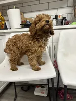 Copper, a female Cavapoo for sale in Emmett, ID – 4 of 4