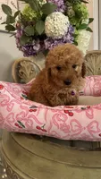 Nancy mini Goldendoodle F1b, a female Goldendoodle for sale in Emmett, ID – 5 of 5