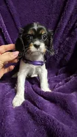 Pepper, a female Cavalier King Charles Spaniel and Poodle - Miniature  for sale in Emmett, ID – 4 of 4