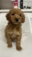 Nala, a female Goldendoodle for sale in Emmett, ID – 3 of 5