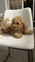 Ckc Cavapoo Denny, a male Cavapoo for sale in Emmett, ID – 2 of 5