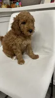 Nala, a female Goldendoodle for sale in Emmett, ID – 2 of 5