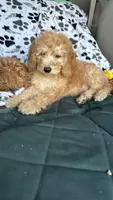 Cole, a male Goldendoodle for sale in Emmett, ID – 4 of 5