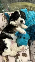 CKC Gorgeous Henry Cavapoo F1, a male Cavapoo for sale in Emmett, ID – 3 of 6