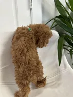 Ckc cavapoo Little Joe, a male Cavapoo for sale in Emmett, ID – Photo 4 of 4