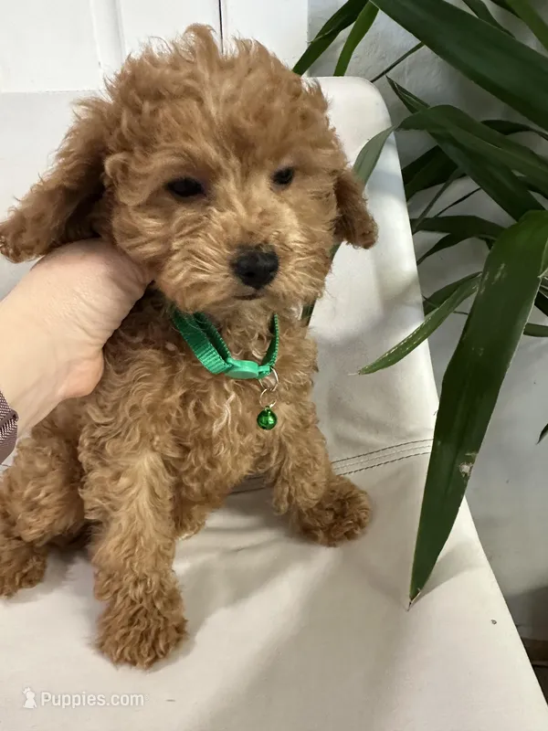 Ckc cavapoo Little Joe