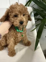 Ckc cavapoo Little Joe, a male Cavapoo for sale in Emmett, ID – Photo 1 of 4