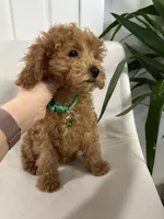 Ckc cavapoo Little Joe, a male Cavapoo for sale in Emmett, ID – Photo 2 of 4