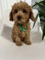 Ckc cavapoo Little Joe, a male Cavapoo for sale in Emmett, ID – Photo 3 of 4