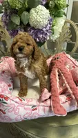 Daisy, a female Goldendoodle for sale in Emmett, ID – 4 of 5