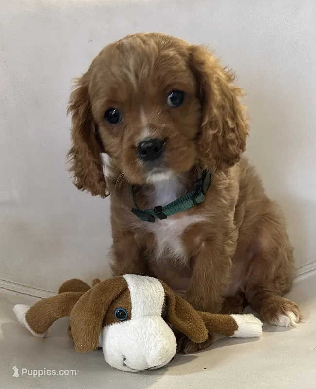Ckc cavapoo Romeo