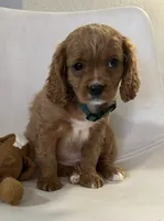 Ckc cavapoo Romeo, a male Cavapoo for sale in Emmett, ID – Photo 3 of 4