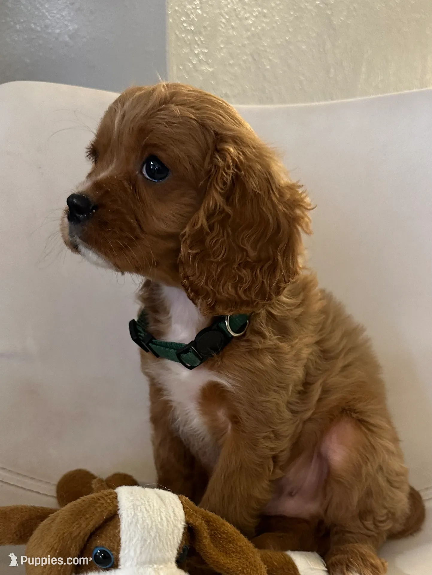 Ckc cavapoo Romeo, a male Cavapoo for sale in Emmett, ID – Photo 4 of 4
