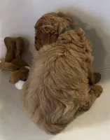 Ckc cavapoo Romeo, a male Cavapoo for sale in Emmett, ID – Photo 2 of 4