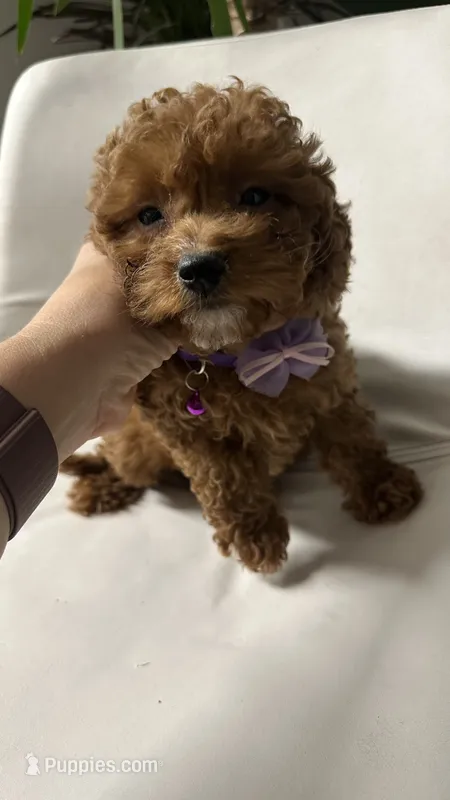 Ckc cavapoo Rosie – Cavapoo puppy for sale in Emmett, ID