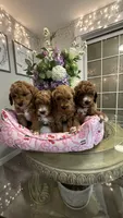 Daisy, a female Goldendoodle for sale in Emmett, ID – 3 of 5