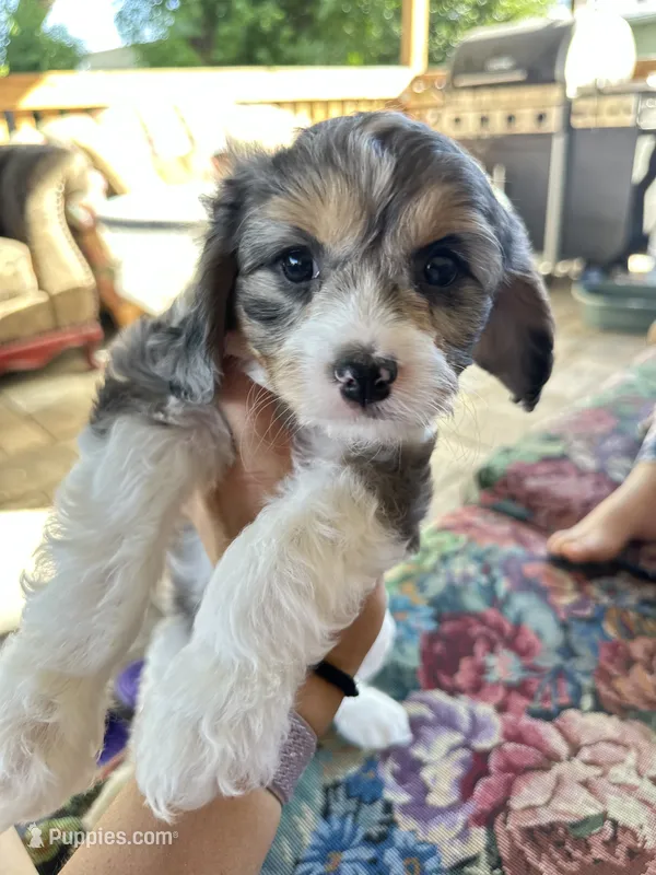 Ckc cavapoo Candy – Cavapoo puppy for sale in Emmett, ID