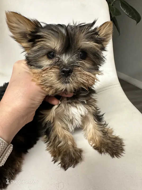 Akc Yorkie Nikki – Yorkshire Terrier puppy for sale in Emmett, ID