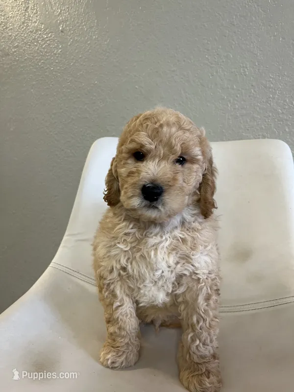 Mini Goldendoodle Ben