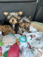 Akc Yorkie Samson, a male Yorkshire Terrier for sale in Emmett, ID – Photo 7 of 7