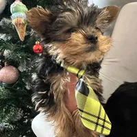 Akc Yorkie Samson, a male Yorkshire Terrier for sale in Emmett, ID – Photo 4 of 7