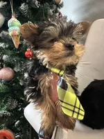 Akc Yorkie Samson, a male Yorkshire Terrier for sale in Emmett, ID – Photo 4 of 4