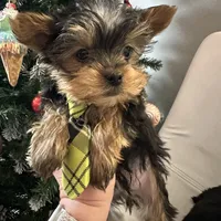 Akc Yorkie Samson, a male Yorkshire Terrier for sale in Emmett, ID – Photo 3 of 7