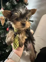 Akc Yorkie Samson, a male Yorkshire Terrier for sale in Emmett, ID – Photo 3 of 4