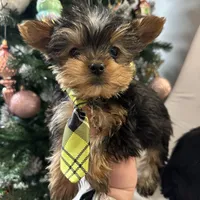 Akc Yorkie Samson, a male Yorkshire Terrier for sale in Emmett, ID – Photo 2 of 7