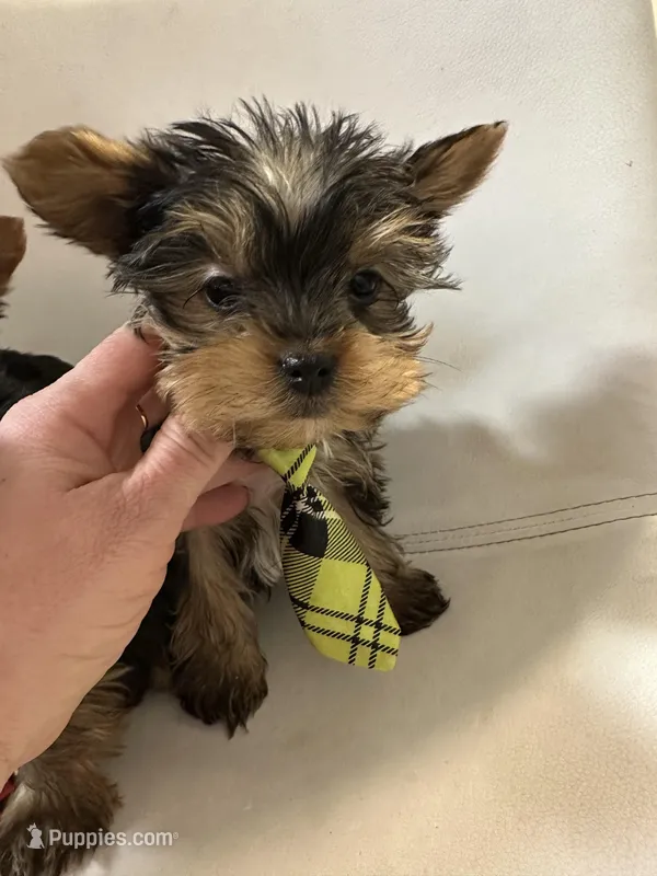Akc Yorkie Samson