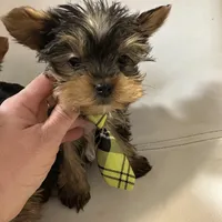 Akc Yorkie Samson, a male Yorkshire Terrier for sale in Emmett, ID – Photo 1 of 7