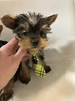 Akc Yorkie Samson, a male Yorkshire Terrier for sale in Emmett, ID – Photo 1 of 4