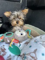 Akc Yorkie Samson, a male Yorkshire Terrier for sale in Emmett, ID – Photo 5 of 7